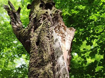 Die Wälder um Bad Brückenau sind für Tiere und Menschen  Ruheorte. Foto: Archiv: Julia Raab