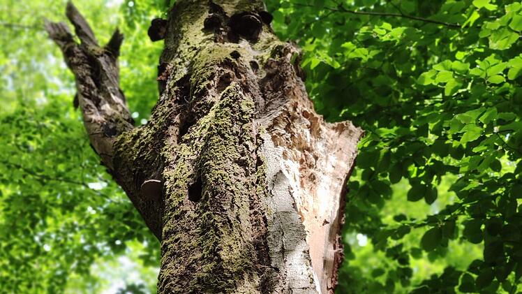 Die Wälder um Bad Brückenau sind für Tiere und Menschen  Ruheorte. Foto: Archiv: Julia Raab