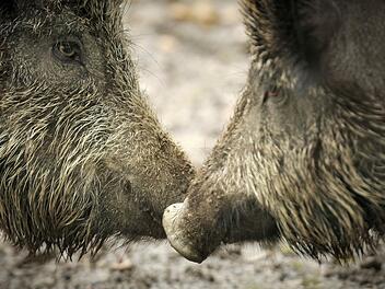 Ein 30-j&auml;hriger Jogger fand sein Auto von Wildschweinen umlagert vor, als er seine Laufrunde im Wald beendet hatte. Symbolfoto: Fredrik von Erichsen/dpa