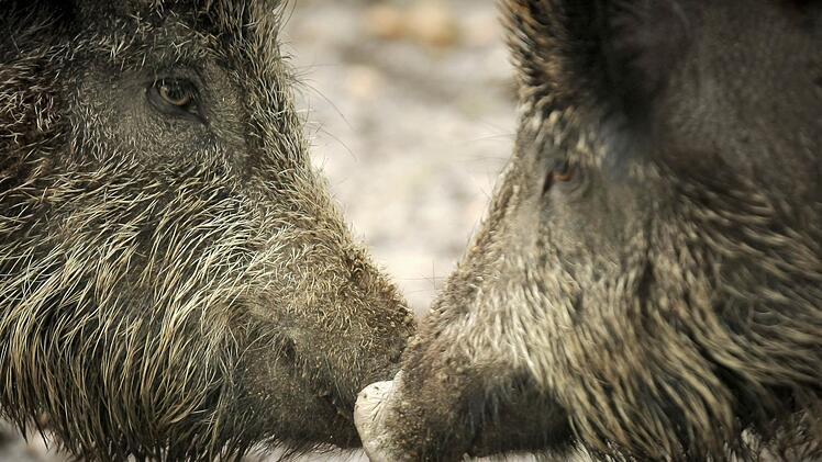 Ein 30-j&auml;hriger Jogger fand sein Auto von Wildschweinen umlagert vor, als er seine Laufrunde im Wald beendet hatte. Symbolfoto: Fredrik von Erichsen/dpa
