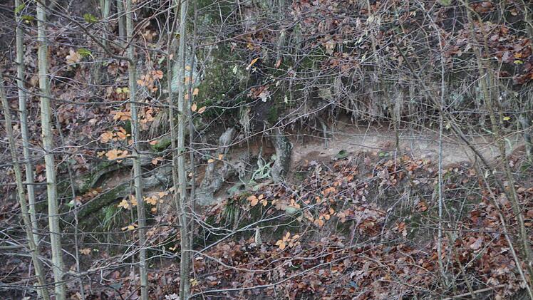 Hier hat der Röthbach das Wurzelwerk einiger Eichen unterspült.