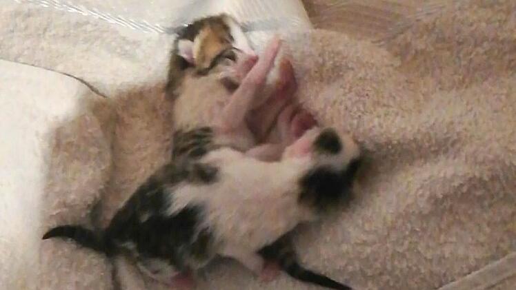 Katzenhilfe Würzburg schildert dramatischen Gartenfund - "zerreißt einem das Herz"