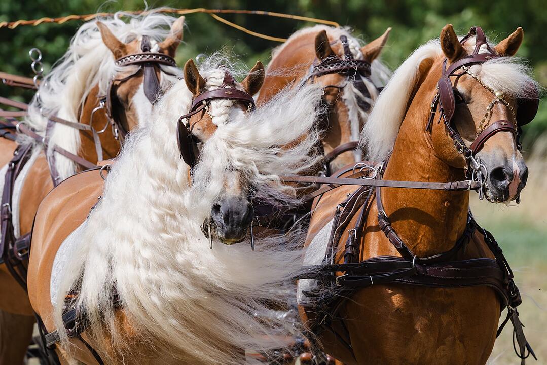 70-j&auml;hriges Jubil&auml;um des Haflinger Gest&uuml;ts Meura