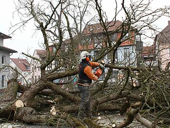 Olaf de Vries zersägt die Krone einer Kastanie. Foto: Arkadius Guzy