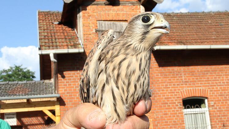 Turmfalke Foto: Wolfgang Desombre