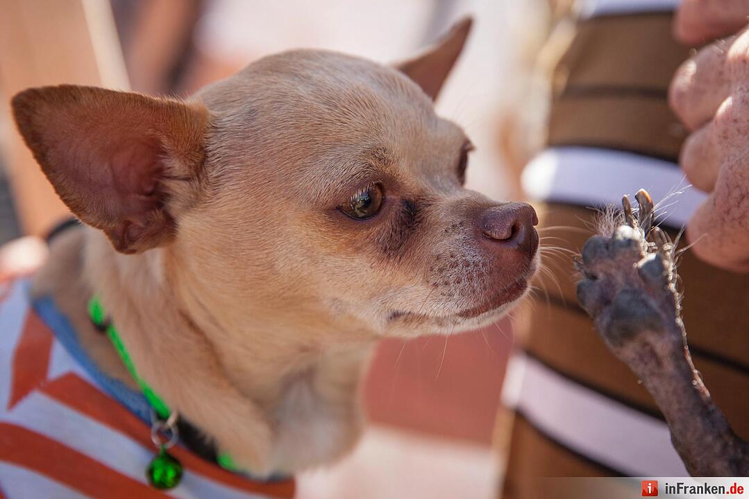 2016 World's Ugliest Dog Contest in California