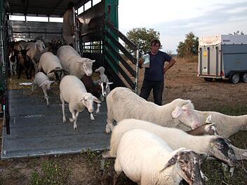 Nachdem Paul (im Bild) und Gerd Egelseer die Ziegen und Schafe aus dem Anhänger gelassen haben, sehen diese sich neugierig an ihrer neuen Futterstelle um.  Fotos: Richard Sänger