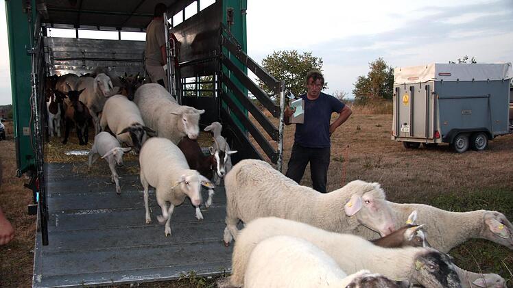 Nachdem Paul (im Bild) und Gerd Egelseer die Ziegen und Schafe aus dem Anhänger gelassen haben, sehen diese sich neugierig an ihrer neuen Futterstelle um.  Fotos: Richard Sänger