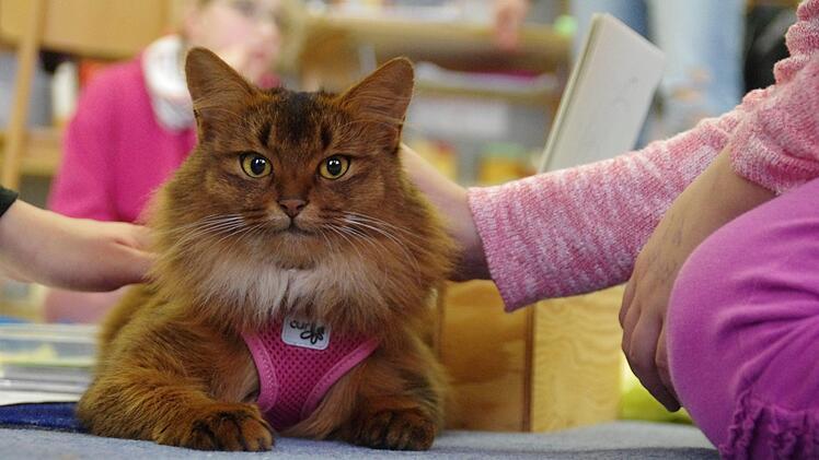 Eine Katze in der Schule in Mitwitz. Foto: Marco Meißner