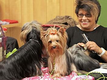 Auch die "Frisur" muss natürlich für den großen Auftritt im Ring stimmen und die Yorkshire-Terrier lassen diese Zeremonie auch gerne gefallen. Fotos: Günther Geiling