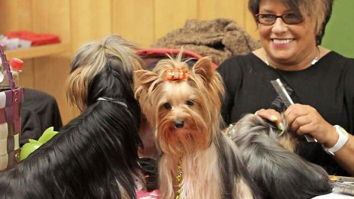 Auch die "Frisur" muss natürlich für den großen Auftritt im Ring stimmen und die Yorkshire-Terrier lassen diese Zeremonie auch gerne gefallen. Fotos: Günther Geiling