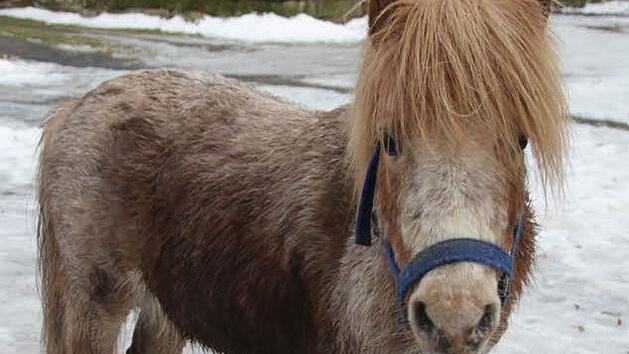 Pony Dexter liebt seine Freiheit und b&uuml;xt gerne mal aus. Fotos: Sonny Adam