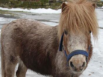Pony Dexter liebt seine Freiheit und büxt gerne mal aus. Fotos: Sonny Adam