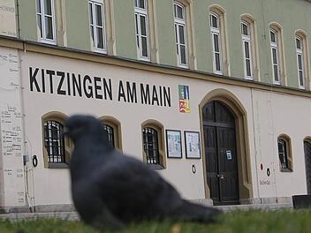 Eine Taube geht vor dem Jugendhaus in der Schrannenstraße spazieren. Die verwilderten Tiere vermehren sich zu stark.  Foto: Benedikt Borst