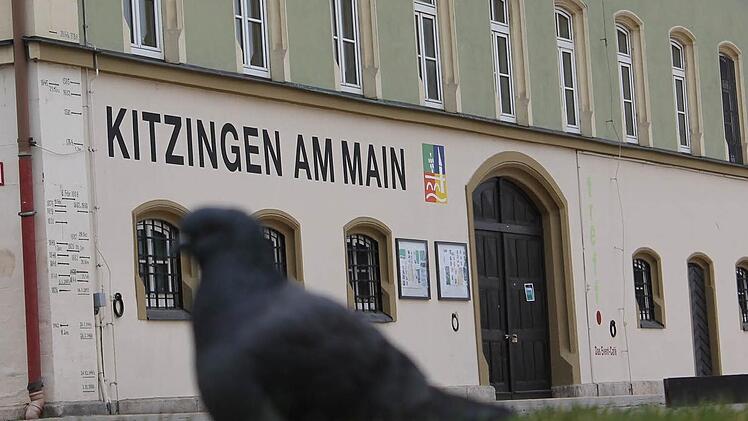 Eine Taube geht vor dem Jugendhaus in der Schrannenstraße spazieren. Die verwilderten Tiere vermehren sich zu stark.  Foto: Benedikt Borst