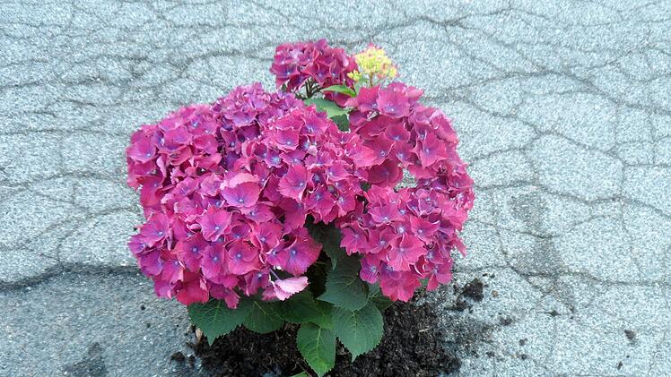 Auch eine Hortensie wurde eingepflanzt. Foto: Heike Schülein