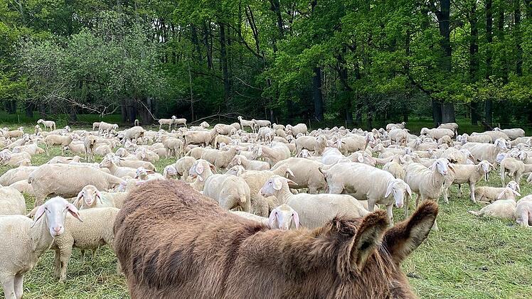 Schafe am Bucher Landgraben