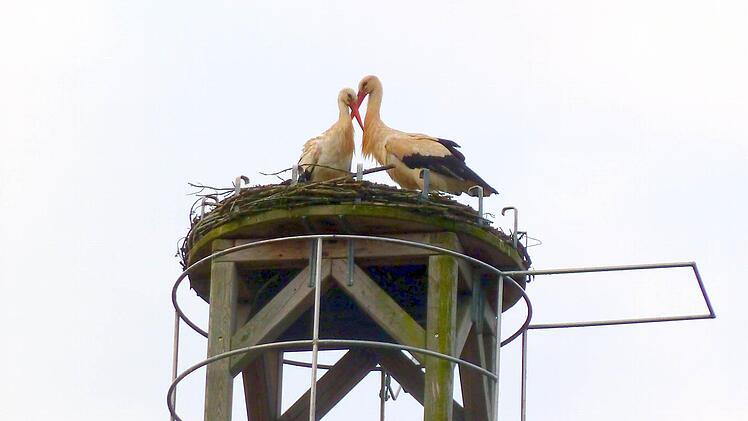 Der Horst auf der Berufsschule Fotos: Petra Baltrusch