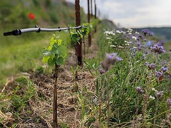 Einzigartig in Ramsthal und der ganzen Region: Die Hänge sind quer, zwischen den Weinreben sind Pflanzen. So unterstützt dieser Anbau die Biodiversität.