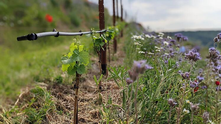 Einzigartig in Ramsthal und der ganzen Region: Die Hänge sind quer, zwischen den Weinreben sind Pflanzen. So unterstützt dieser Anbau die Biodiversität.