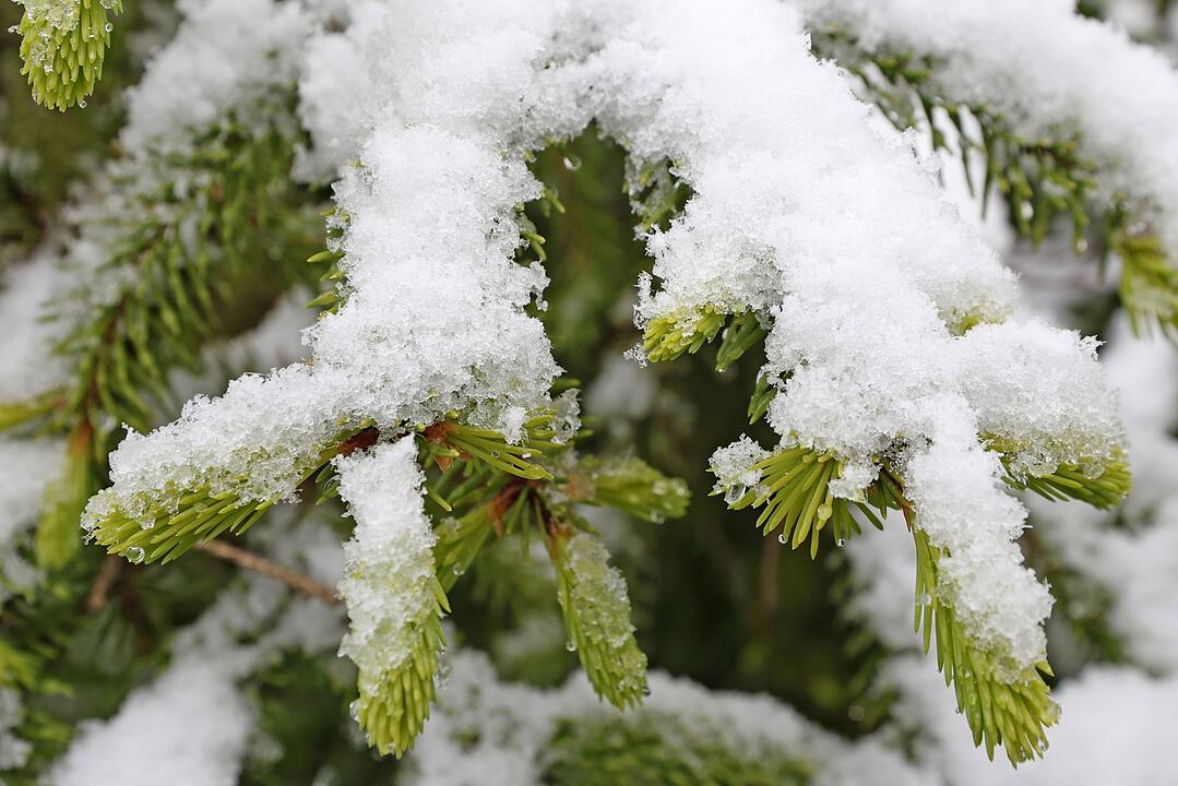Schnee im Harz erwartet