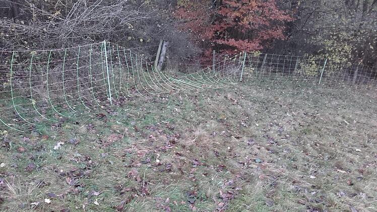 Schon dreimal hat ein Unbekannter den Zaun umgelegt. Die Becks befürchten, dass die Tiere fortlaufen könnten und ein Unfall passiert. Foto: Christine Beck