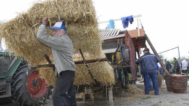 Zum Teil wurde richtig mitangepackt auf dem Drosendorfer Dreschfest. Foto: Erlwein
