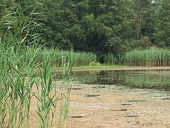 Immer weniger Wasser -  der Obere Haussee beim Oberhaider Gemeindeteil Sandhof droht ebenso zu verlanden, wie es bereits beim Unteren Haussee geschehen ist.   Foto: Anette Schreiber