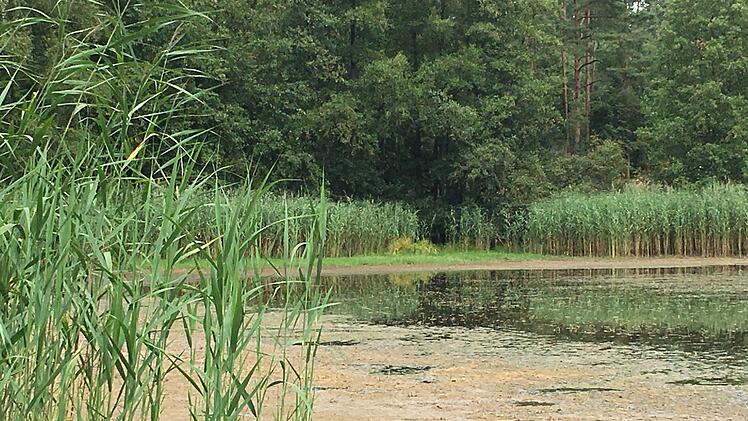 Immer weniger Wasser -  der Obere Haussee beim Oberhaider Gemeindeteil Sandhof droht ebenso zu verlanden, wie es bereits beim Unteren Haussee geschehen ist.   Foto: Anette Schreiber