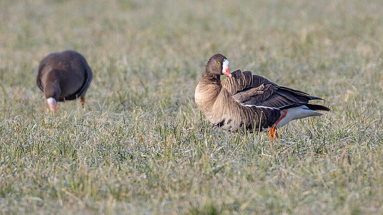 Coburg: Seltenes Tier am Goldbergsee entdeckt - in Europa fast ausgestorben