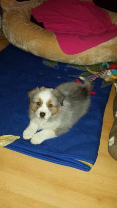 Welthundetag - Die tollsten Hunde der inFranken-Leser
