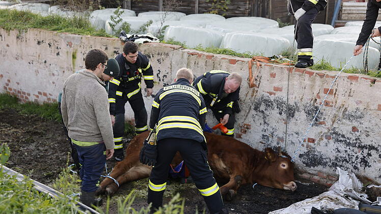 Rinder brechen von Weide aus: Tierischer Einsatz für Polizei und Feuerwehr