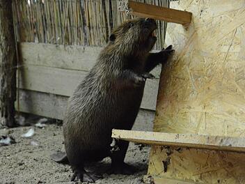 Der eine Biber untersucht sein neues Zuhause sofort intensiv...  Foto: Elisabeth Assmann
