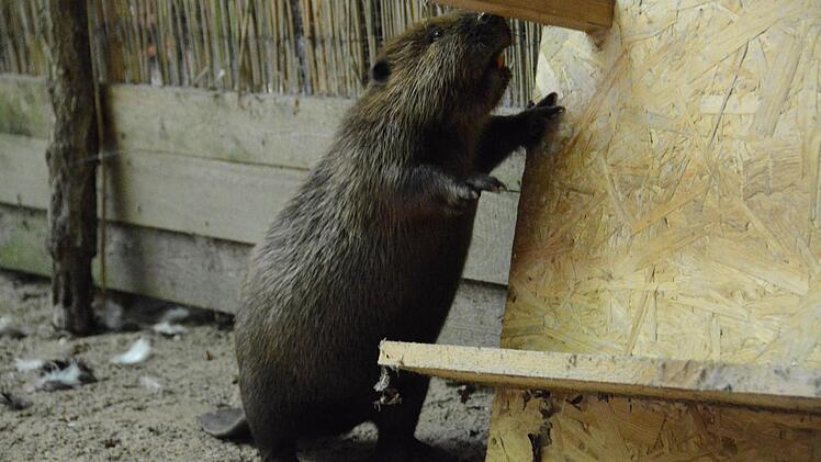 Der eine Biber untersucht sein neues Zuhause sofort intensiv...  Foto: Elisabeth Assmann