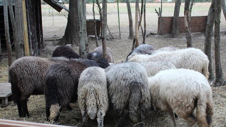 Unter anderem leben vom Aussterben bedrohte alpine Steinschafe auf dem Hof.    Foto: Verena Stephan