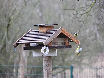 Am Vogelhäuschen in Friedrich Müllers Garten in Haßfurt herrscht reger Betrieb. Fotos: Katja Kölbl