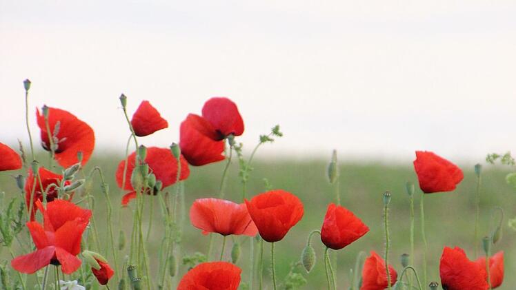 Rote Leuchtpunkte: Mohnblumen im Morgengrauen. Fuchs