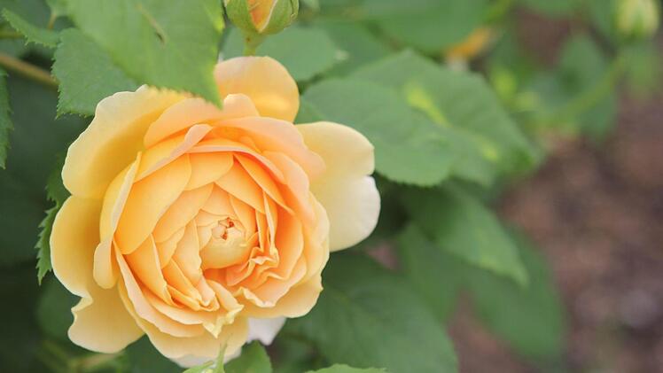 Kletterrose Golden Celebration