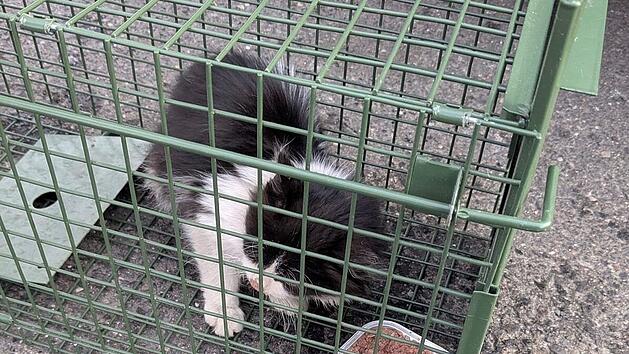 Schweinfurt: Von der T&uuml;rkei bis nach Franken - Zoll entdeckt K&auml;tzchen in Lastwagen
