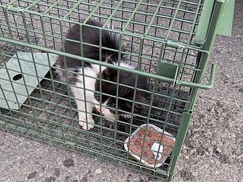 Schweinfurt: Von der T&uuml;rkei bis nach Franken - Zoll entdeckt K&auml;tzchen in Lastwagen