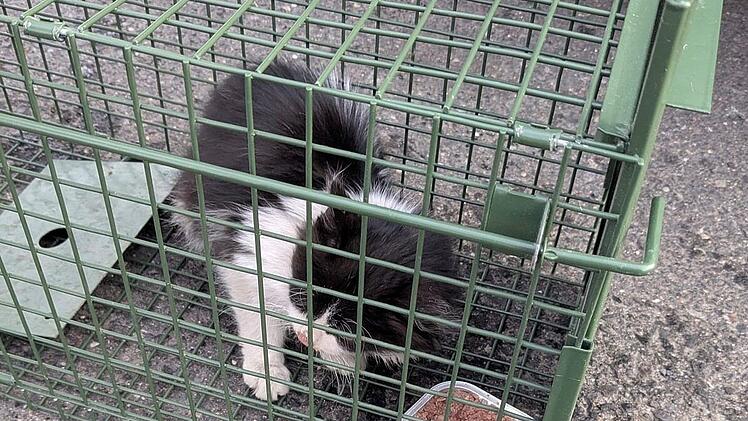 Schweinfurt: Von der T&uuml;rkei bis nach Franken - Zoll entdeckt K&auml;tzchen in Lastwagen