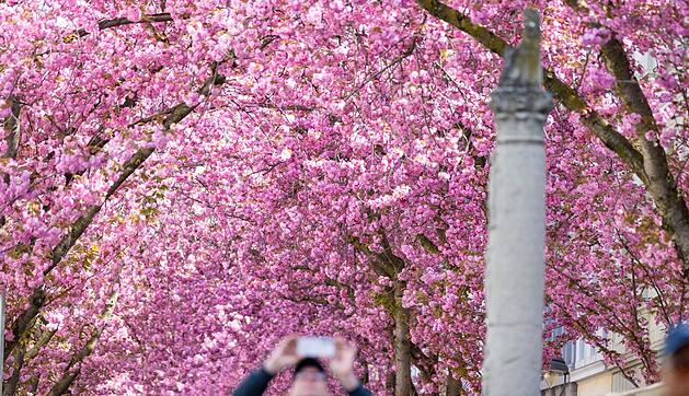 Bonner Kirschb&auml;ume am Osterwochenende
