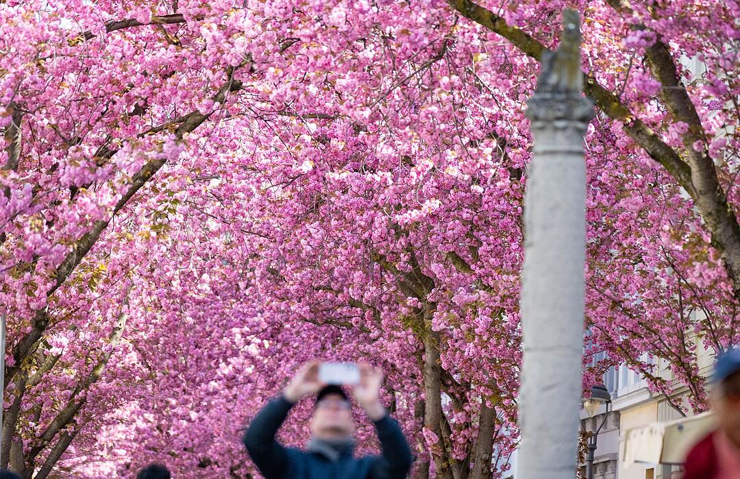 Bonner Kirschb&auml;ume am Osterwochenende