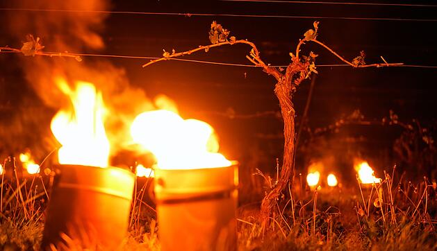 Feuer gegen Frostsch&auml;den im Weinberg in England