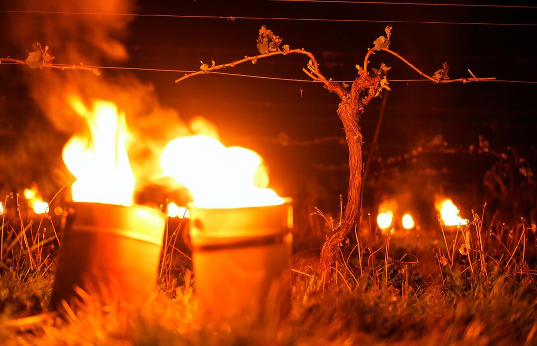 Feuer gegen Frostsch&auml;den im Weinberg in England