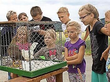 Wissen und Geschicklichkeit waren bei der Olympiade gefragt. An dieser Station galt es für die Kulmbacher Züchterjugend, Hühnerrassen zu erraten. Foto: Fritz Müller