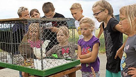 Wissen und Geschicklichkeit waren bei der Olympiade gefragt. An dieser Station galt es für die Kulmbacher Züchterjugend, Hühnerrassen zu erraten. Foto: Fritz Müller