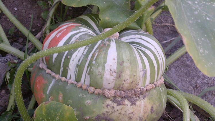 Im Garten der Familie Trautner in Gräfenberg. Foto: Petra Malbrich