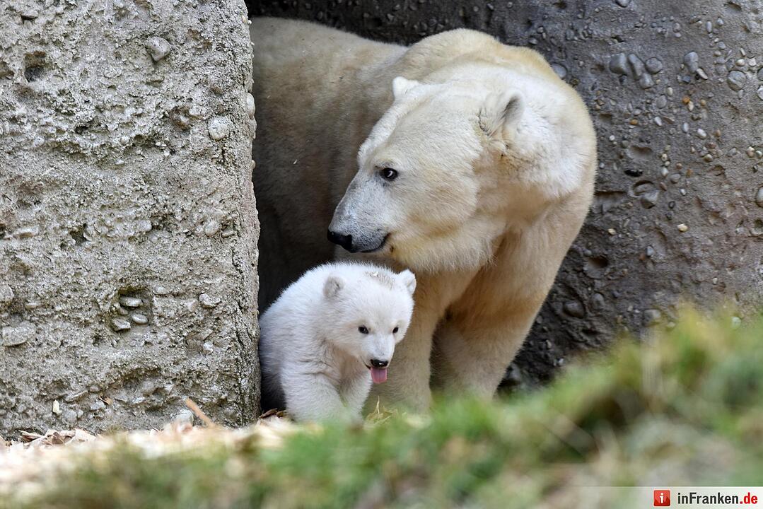 Eisbaerenbaby 2017 Tierpark Hellabrunn