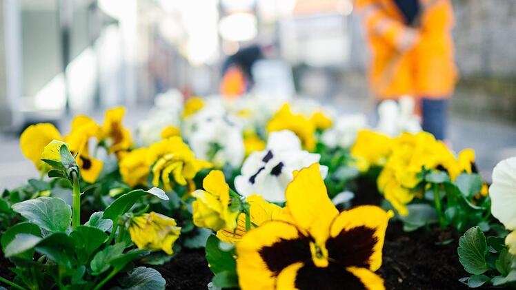Die Garten-Stiefmütterchen sind nur eine Zwischenlösung, ehe in einigen Monaten die Sommerbepflanzung folgt. Foto: Marian Hamacher